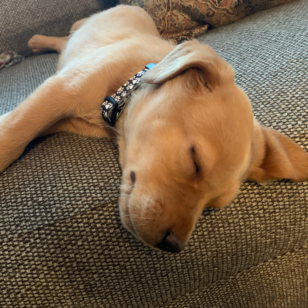 Meet your Posher, Layla